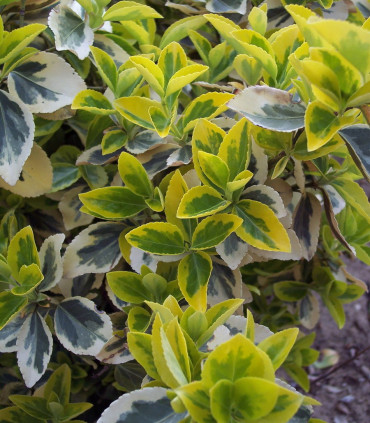 Euonymus Jap. Président Gauthier / Fusain President Gauthier