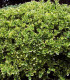 Euonymus Jap. Président Gauthier / Fusain President Gauthier