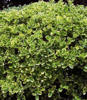 Euonymus Jap. Président Gauthier / Fusain President Gauthier