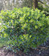 Euonymus Japonicus / Fusain Vert Du Japon
