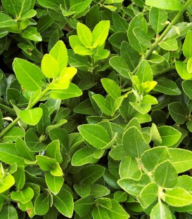 Euonymus Japonicus / Fusain Vert Du Japon