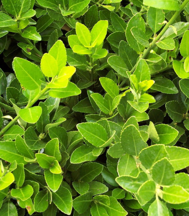 Euonymus Japonicus / Fusain Vert Du Japon