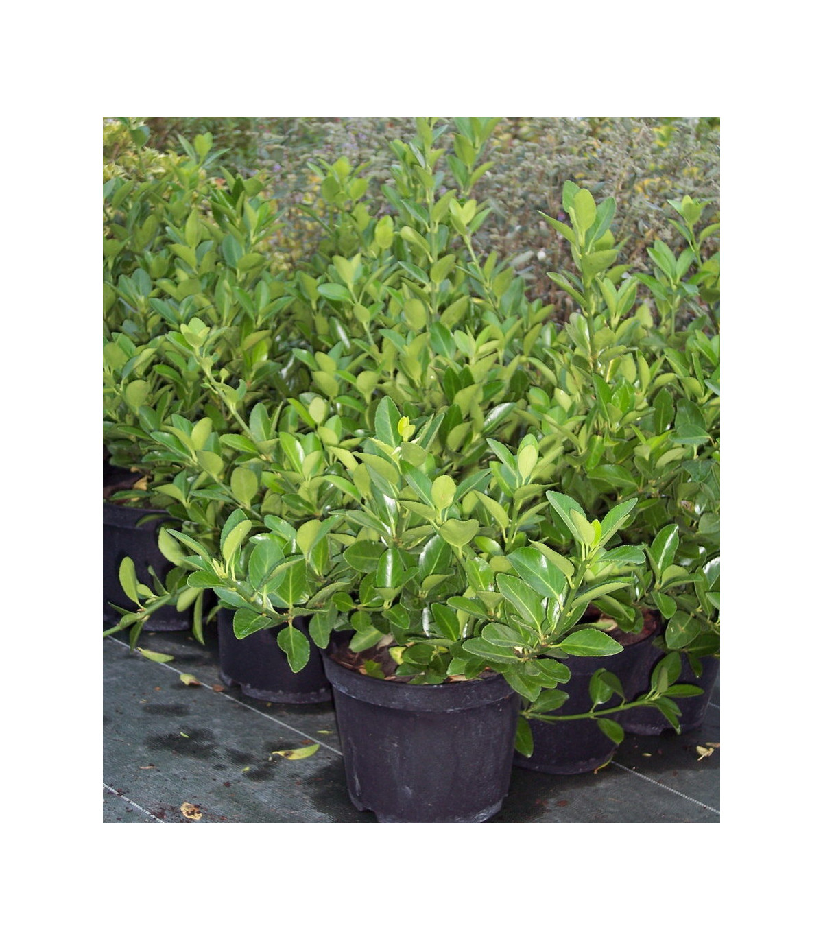 12 Plants De Fusain Du Japon Microphyllus - Arbuste Persistant à Petites Feuilles Vert Brillant En Pot 9x9 Cm