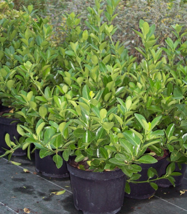 Euonymus Japonicus / Fusain Vert Du Japon