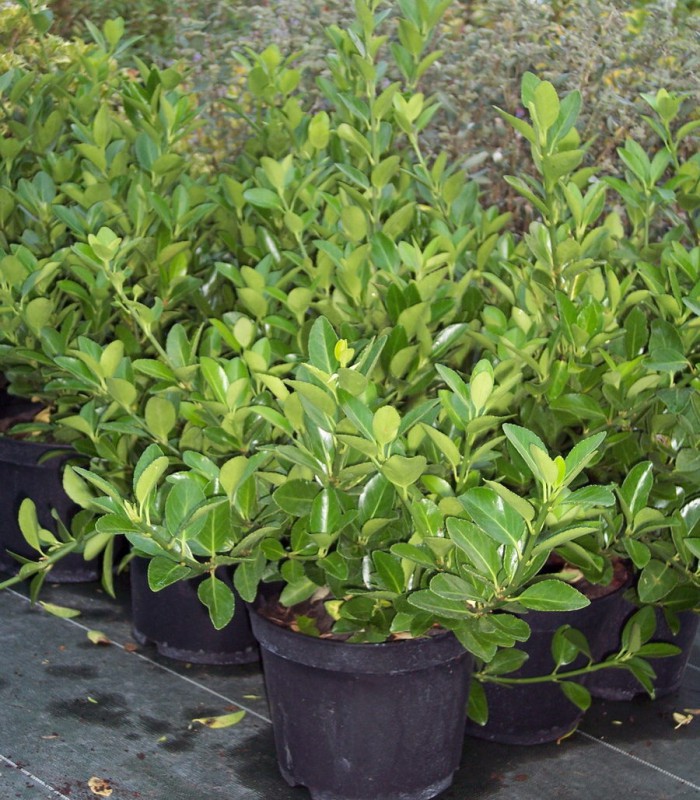 Euonymus japonicus - Achat Fusain du Japon persistant vert