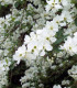 Exochorda Macrantha The Bride