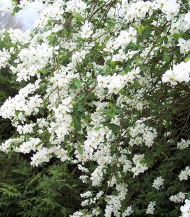 Exochorda Macrantha The Bride