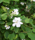 Exochorda Macrantha The Bride