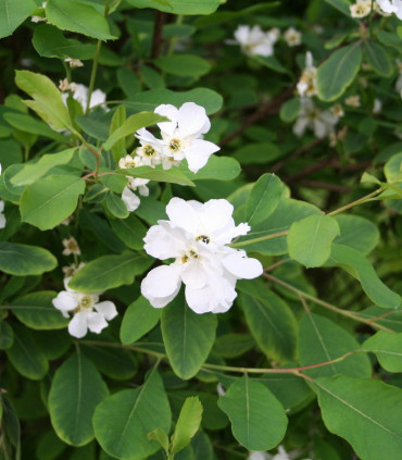 Exochorda Macrantha The Bride