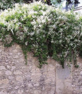 Fallopia Baldschuanica / Renouée de Turkestan