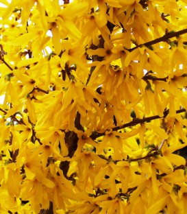 Forsythia Intermedia Lynwood