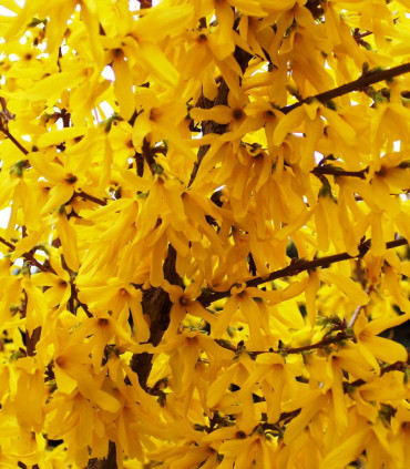 Forsythia Intermedia Lynwood