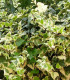 Hedera Gloire de Marengo / Lierre Gloire de Marengo