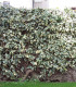 Hedera Gloire de Marengo / Lierre Gloire de Marengo