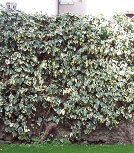 Hedera Gloire de Marengo / Lierre Gloire de Marengo