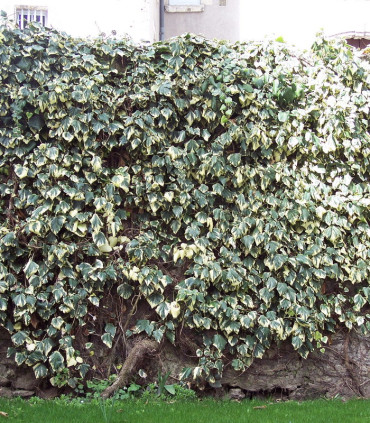Hedera Gloire de Marengo / Lierre Gloire de Marengo