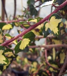 Hedera Helix Goldheart / Lierre Goldheart