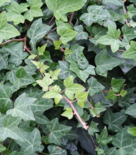 Hedera Hibernica / Lierre D'Irlande