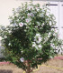 Hibiscus Syriacus Red Heart / Althea Red Heart