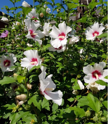 Hibiscus Syriacus Red Heart / Althea Red Heart