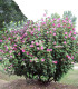 Hibiscus Syriacus Woodbridge / Althea Woodbridge