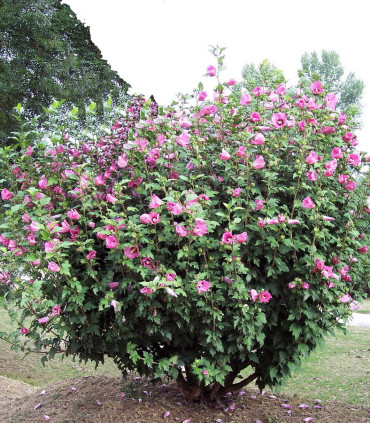 Hibiscus Syriacus Woodbridge / Althea Woodbridge