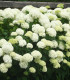 Hydrangea Arborescens Annabelle / Hortensia Annabelle