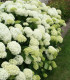 Hydrangea Arborescens Annabelle / Hortensia Annabelle