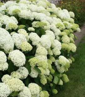 Hydrangea Arborescens Annabelle / Hortensia Annabelle