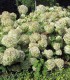 Hydrangea Arborescens Annabelle / Hortensia Annabelle