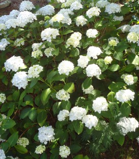 Hydrangea Macrophylla Blanc / Hortensia Blanc