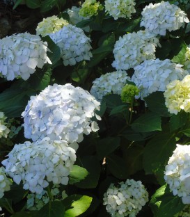Hydrangea Macrophylla Blanc / Hortensia Blanc