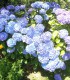Hydrangea Macrophylla Bleu / Hortensia Bleu