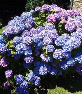 Hydrangea Macrophylla Bleu / Hortensia Bleu