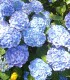 Hydrangea Macrophylla Bleu / Hortensia Bleu