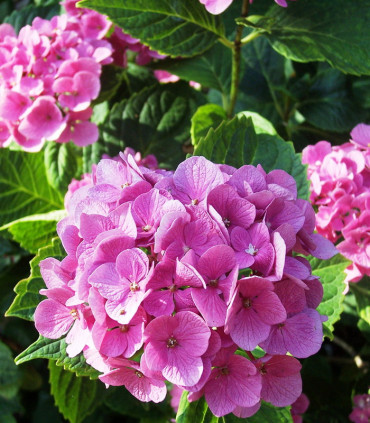 Hydrangea Macrophylla Rose / Hortensia Rose