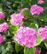 Hydrangea Macrophylla Rose / Hortensia Rose