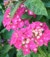Hydrangea Macrophylla Rose / Hortensia Rose