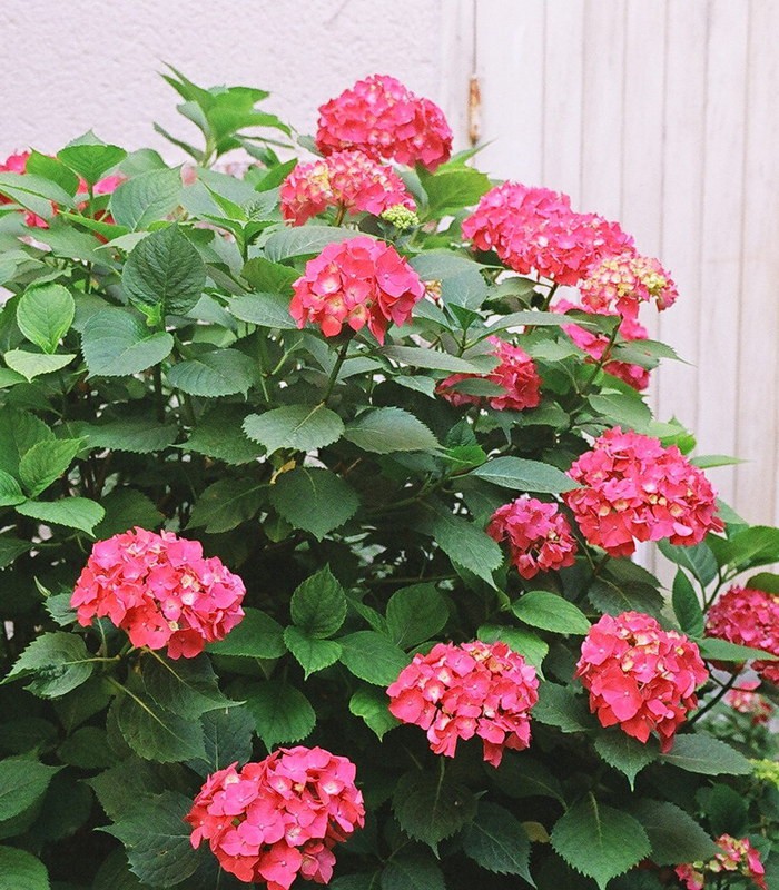 Hydrangea Macrophylla Rouge Hortensia Rouge 5593