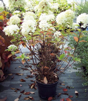 Hydrangea Paniculata Grandiflora / Hortensia Grandiflora