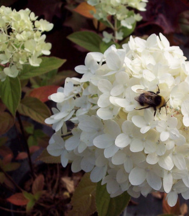 Hydrangea Paniculata Grandiflora / Hortensia Grandiflora