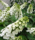Hydrangea Quercifolia Snow Quéen / Hortensia à feuilles de Chene
