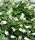 Hydrangea Quercifolia Snow Quéen / Hortensia à feuilles de Chene