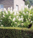 Hydrangea Quercifolia Snow Quéen / Hortensia à feuilles de Chene