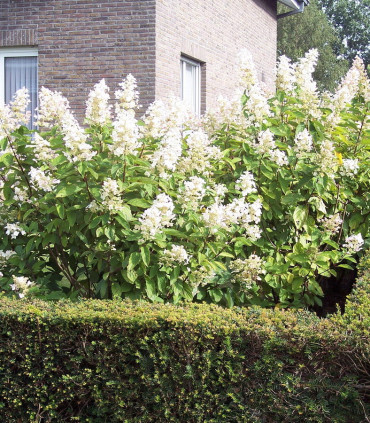 Hydrangea Quercifolia Snow Quéen / Hortensia à feuilles de Chene