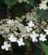 Hydrangea Petiolaris / Hortensia Grimpant