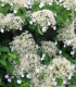 Hydrangea Petiolaris / Hortensia Grimpant