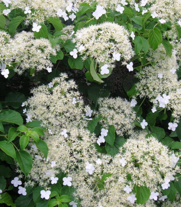 Hydrangea Petiolaris / Hortensia Grimpant