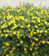 Hypericum Hidcote / Millepertuis Hidcote