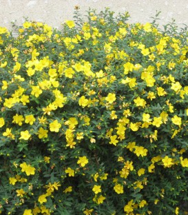 Hypericum Hidcote / Millepertuis Hidcote